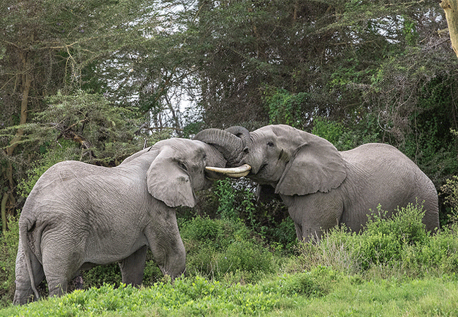 Kilima Safari Camp Amboseli National Park Kenya Safaris