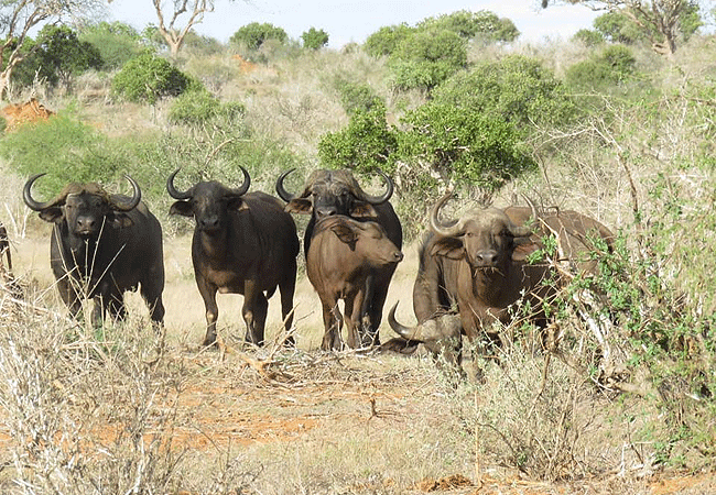 Kulalu Camp Tsavo East National Park