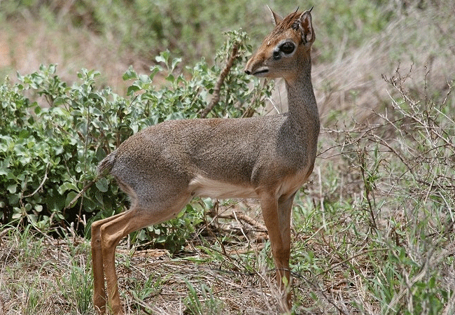 Kulalu Camp Tsavo East