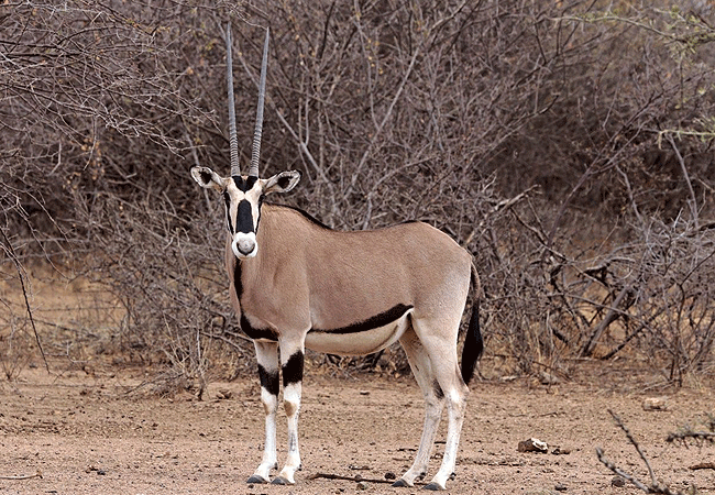 Kulalu Camp Tsavo East National Park