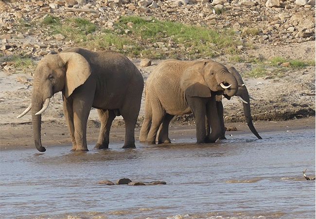 Kulalu Camp Tsavo East National Park