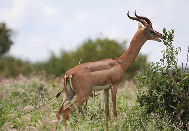 Kulalu Camp Tsavo East National Park
