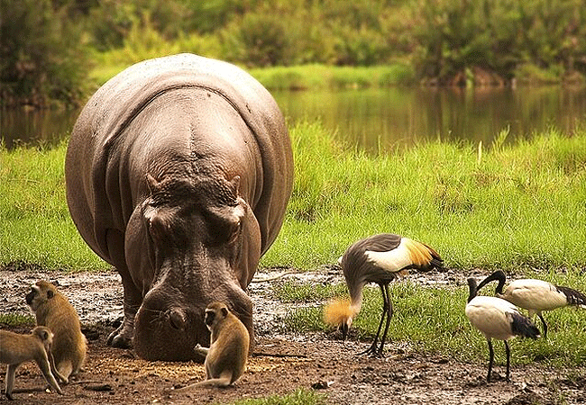 Kulalu Camp Tsavo East