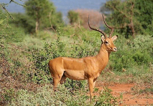 Kulalu Camp Tsavo East