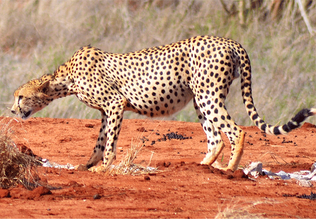 Kulalu Camp Tsavo East National Park