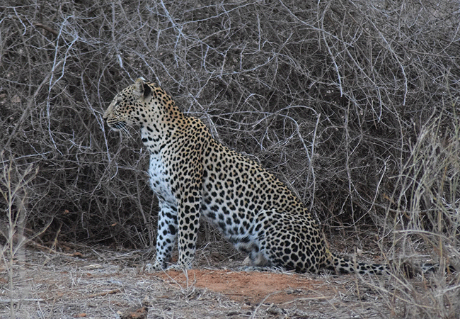 Kulalu Camp Tsavo East National Park