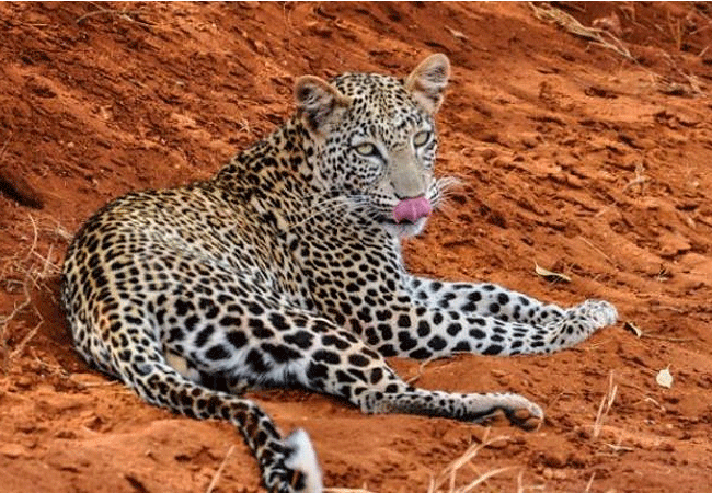 Kulalu Camp Tsavo East National Park