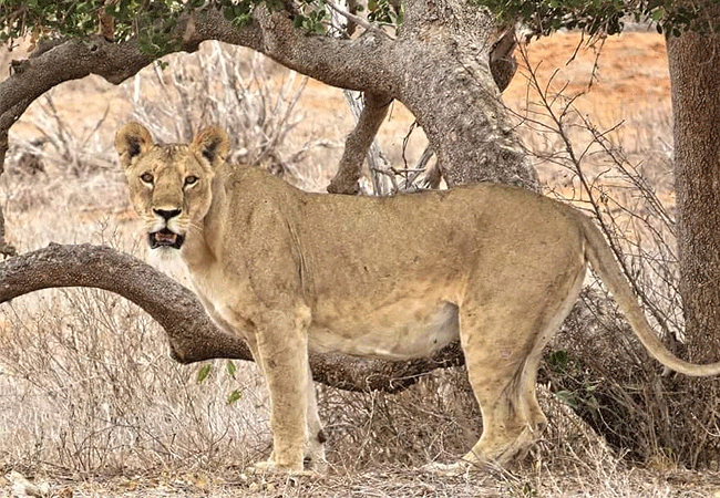 Kulalu Camp Tsavo East National Park