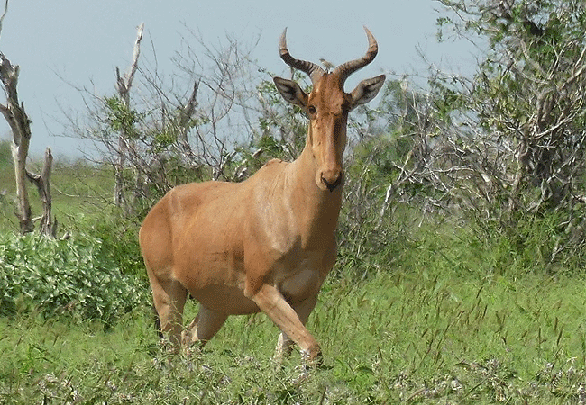 Kulalu Camp Tsavo East National Park