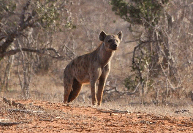 Kulalu Camp Tsavo East National Park