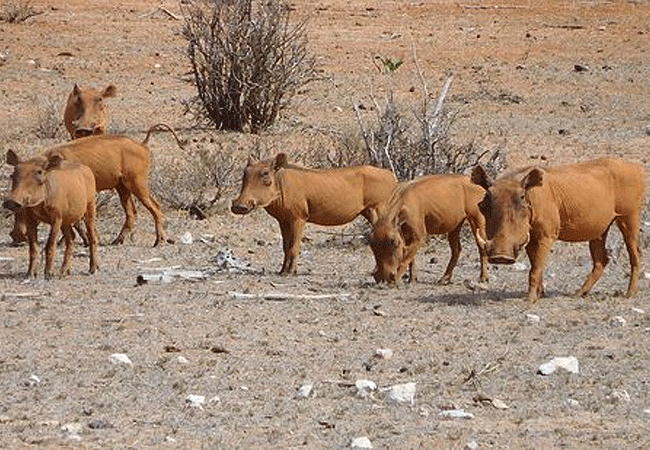 Kulalu Camp Tsavo East National Park