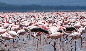  6 Days 5 Nights Kenya Safari Samburu – Lake Nakuru & Masai Mara (Driving) From Nairobi