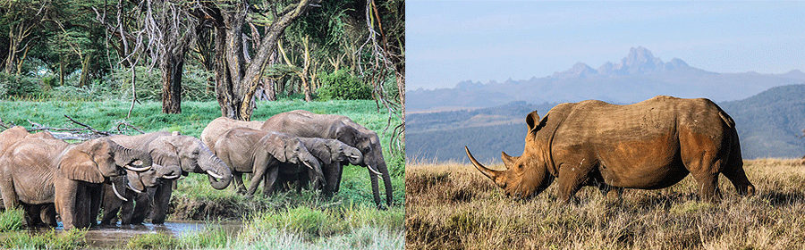 7 Days 6 Nights Kenya Fly-in Safari Lewa Downs Masai Mara