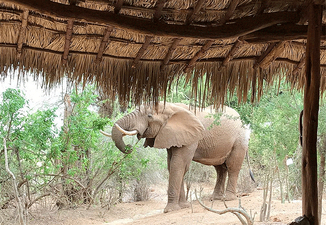 lion-king-bush-camp-samburu-elephant-at-camp Lion King Bush Camp Samburu National Reserve