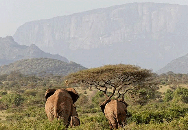 lion-king-bush-camp-samburu- elephants-an-acacia-tree-and-sacred-mount-ololokwe Lion King Bush Camp Samburu National Reserve