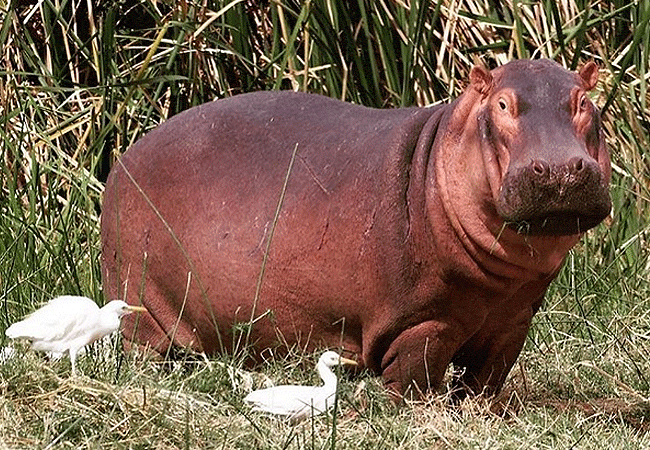 lion-king-bush-camp-samburu-hippo Lion King Bush Camp Samburu National Reserve