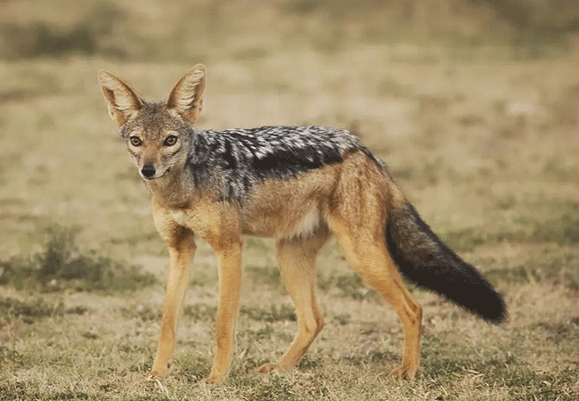 loyk-mara-camp-black-backed-jackal Loyk Mara Camp
