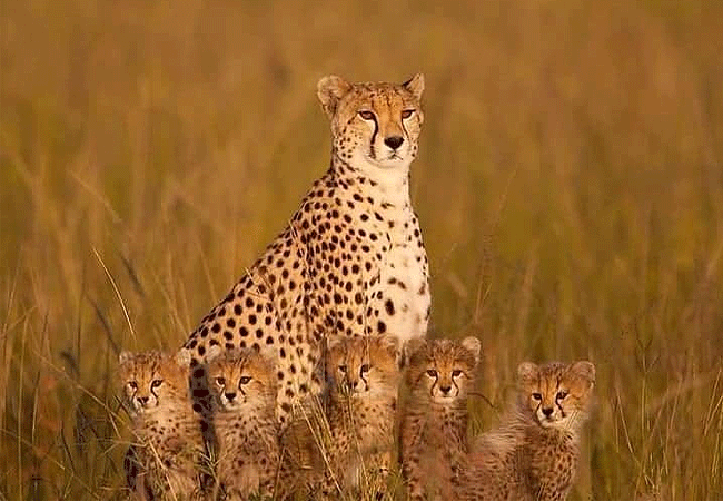 loyk-mara-camp-cheetah Loyk Mara Camp