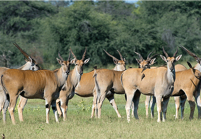 loyk-mara-camp-eland-worlds-largest-antelope Loyk Mara Camp