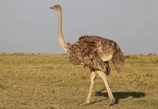 loyk-mara-camp-female-masai-ostrich Loyk Mara Camp