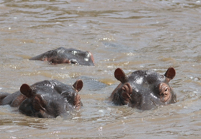 loyk-mara-camp-hippopotamus Loyk Mara Camp