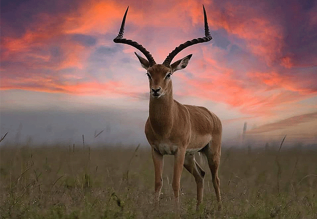 loyk-mara-camp-impala Loyk Mara Camp