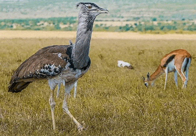 loyk-mara-camp-kori bustard Loyk Mara Camp