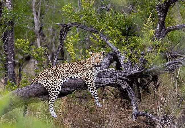 loyk-mara-camp-leopard Loyk Mara Camp