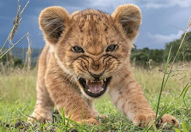 loyk-mara-camp-lion-cub Loyk Mara Camp