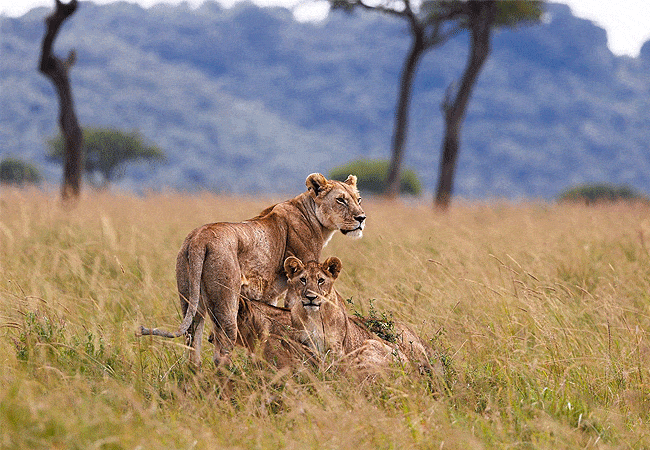 loyk-mara-camp-lions Loyk Mara Camp