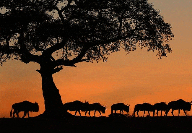 loyk-mara-camp-morning-game-drive-in-masai-mara Loyk Mara Camp