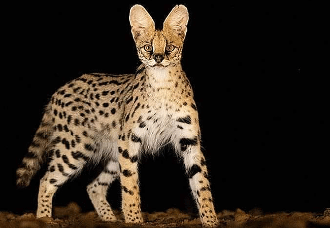 loyk-mara-camp-serval-cat Loyk Mara Camp