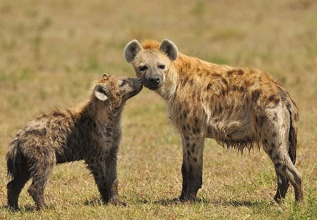 loyk-mara-camp-spotted-hyena Loyk Mara Camp