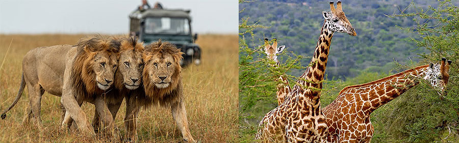 Masai Mara Luxury Flying Safari 3 Days 2 Nights Package