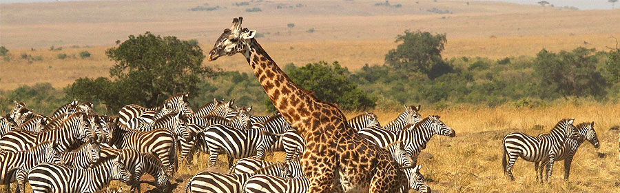 7 Days 6 Nights Kenya Fly-in Safari Tsavo West Laikipia Masai Mara