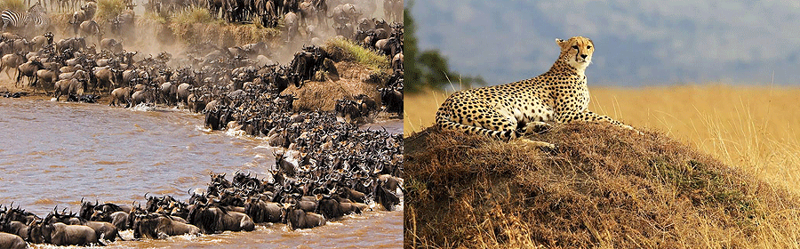 Kisumu Masai Mara Game Reserve Safari 3 Days 2 Nights