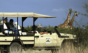  2 Days 1 Night Tanzania Luxury Safari – Manyara Ranch Conservancy (Driving) From Arusha