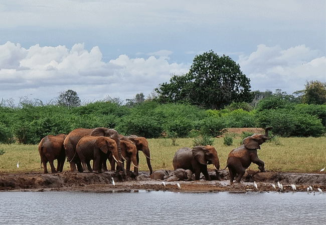manyatta-camp-tsavo-east-national-park-water-hole Manyatta Camp Tsavo East National Park