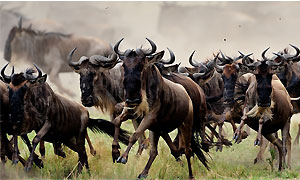 7 Days 6 Nights Kenya Fly-in Safari to Mara North Conservancy & Masai Mara Game Reserve from Nairobi