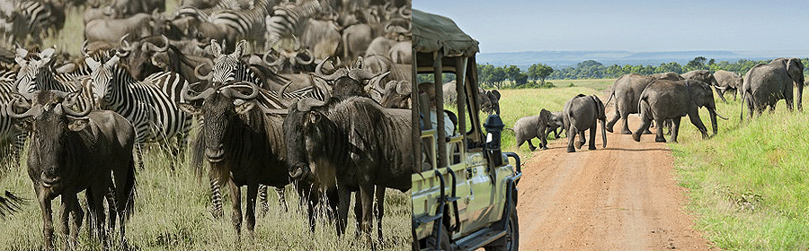 Masai Mara Tours & Safari Packages