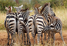 3 Days 2 Nights Meru National Park fly-in safari from Nairobi