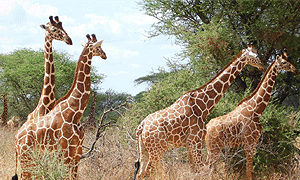  7 Days 6 Nights Kenya Safari Meru National Park, Sweetwaters/ Ol Pejeta Conservancy, Lake Nakuru & Masai Mara (Driving) From Nairobi