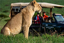  4 Days 3 Night Masai Mara Game Reserve Fly-in Safari from Mombasa