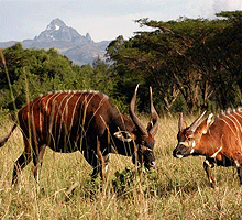 Mount Kenya Wildlife Conservancy - Animal Orphanage