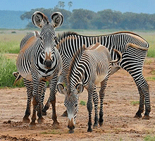 Naisulu Conservancy Samburu