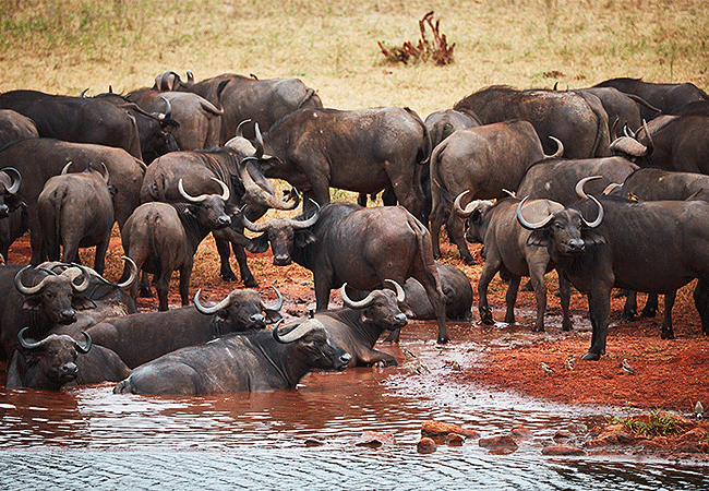 Ngutuni Safari Lodge Tsavo East National Park