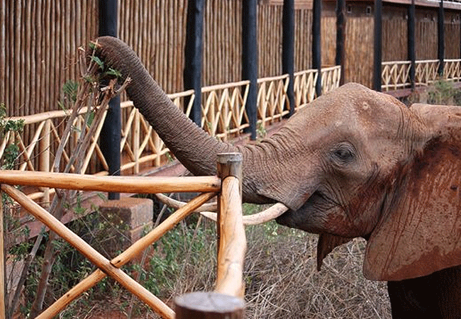 Ngutuni Safari Lodge Tsavo East National Park