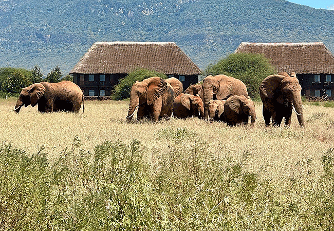 Ngutuni Safari Lodge Tsavo East National Park