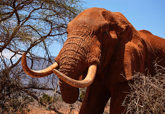 Ngutuni Safari Lodge Tsavo East National Park