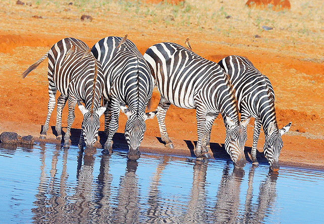 Ngutuni Safari Lodge Tsavo East